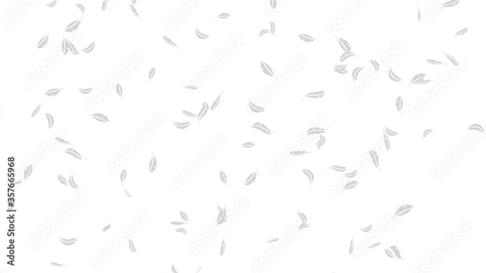 White feathers fall down with alpha channel White feathers fall down with alpha channel