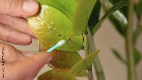 Female hand indoor pest removing by cotton swab armored scale insects at home plants. Homemade treatment. , Diaspididae photo