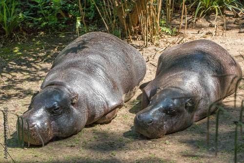 Liberian hippopotamus or pygmy hippopotamus (in german Zwergflusspferd) Choeropsis liberiensis or Hexaprotodon liberiensis