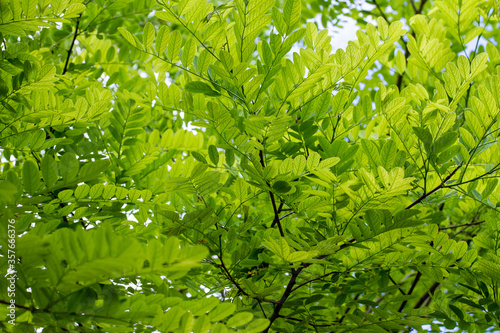Natural and bright green foliage background texture of robinia tree leaves