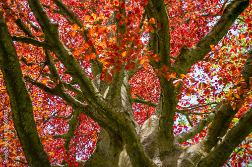 The Copper beech tree branches and leaves isolated (Fagus sylvatica purpurea) ,close up,macro,detail.