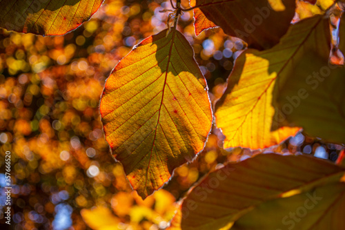 The Copper beech tree (Fagus sylvatica purpurea) leaves isolated,close up,macro,detail.