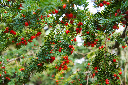 Taxus baccata or yew green plant with red berries