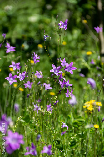 purple and yellow wildflowers in green grass