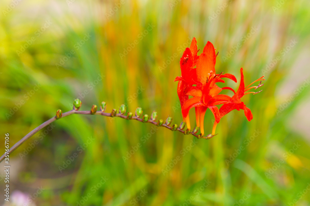 Crocosmia crocosmiiflora or montbretia lucifer red flowers with green background Crocosmia crocosmiiflora or montbretia lucifer red flowers with green background