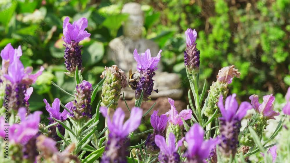 Bumblebee collecting nectar from lavender. Bumblebee collecting nectar from lavender.