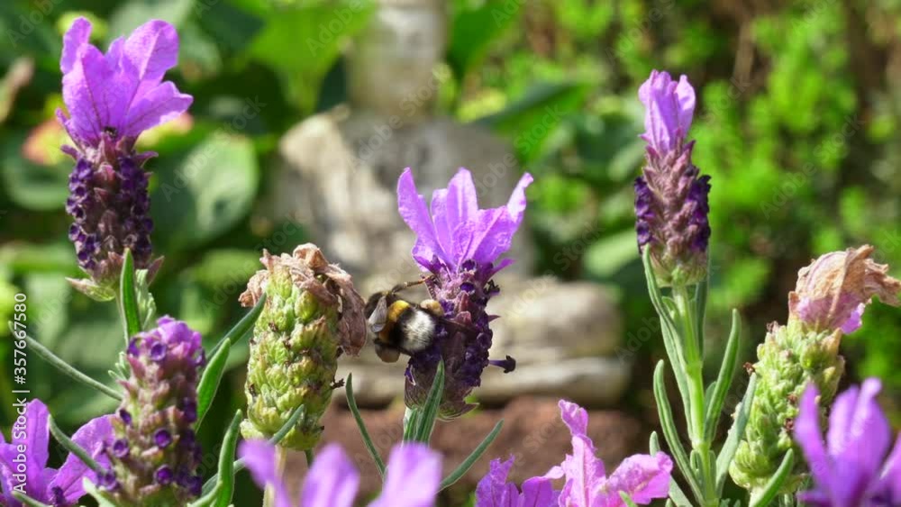 A Bumblebee is collecting nectar from a lavender plant, close up. A Bumblebee is collecting nectar from a lavender plant, close up.