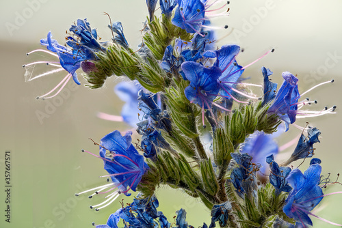 Echium vulgare, viper's bugloss or blueweed, blauer Natternkopf photo