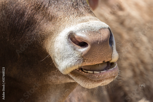 Cow face close up. Chewing calf. Cow's teeth, tongue and nose. The head of a cow. Grazing and feeding ruminants. Farm theme. Open mouth in anger or surprise. Cattle in the pasture.