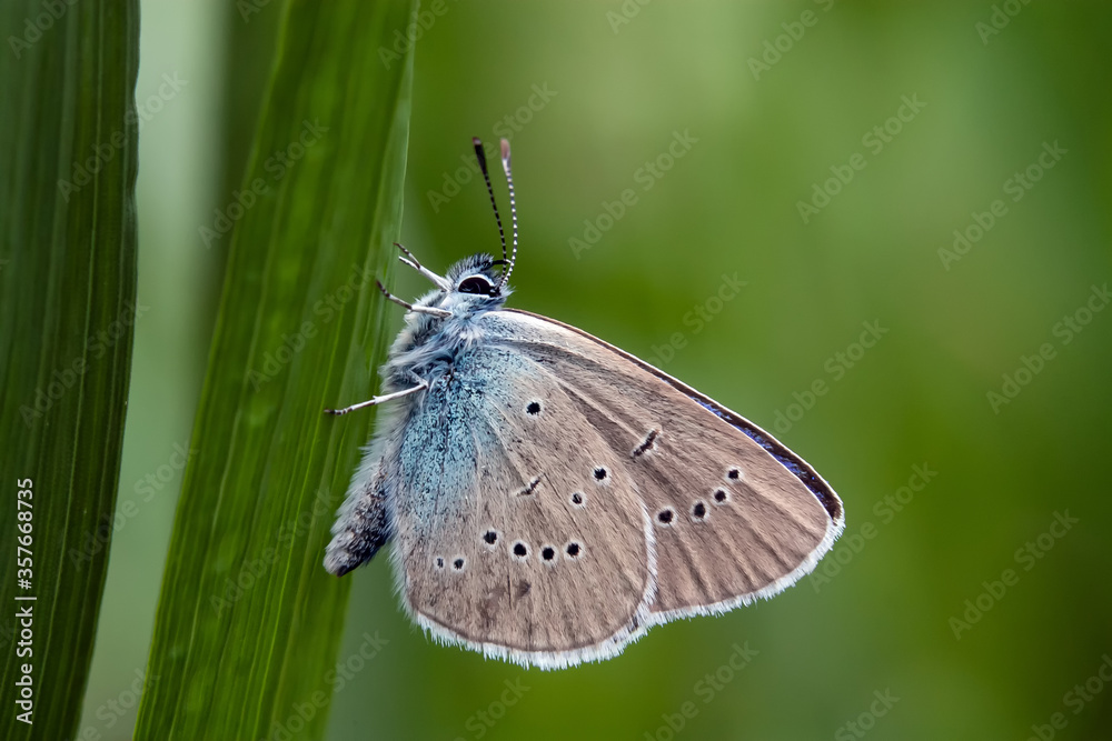 Obraz premium butterfly on a green leaf