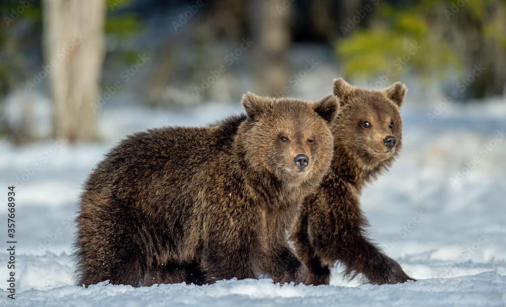 Fototapeta premium Bear cubs walking on the snow in winter forest. Wild nature, natural habitat. Brown bear, Scientific name: Ursus Arctos Arctos.