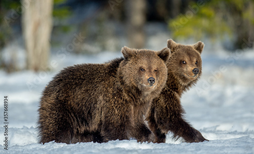 Bear cubs walking on the snow in winter forest. Wild nature, natural habitat. Brown bear, Scientific name: Ursus Arctos Arctos.