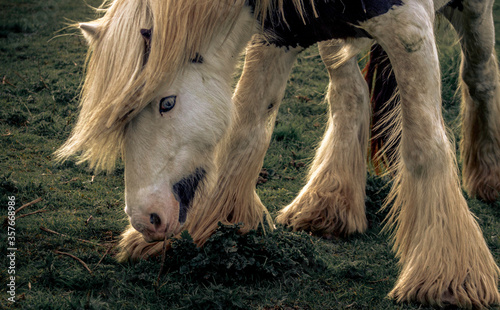 Brown And White Wild Pony Horse On Grassland With Blue Eyes In England