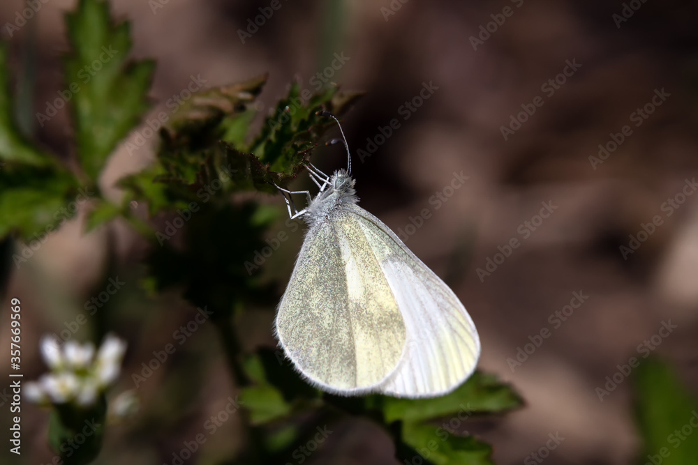 white butterfly on a green leaf white butterfly on a green leaf