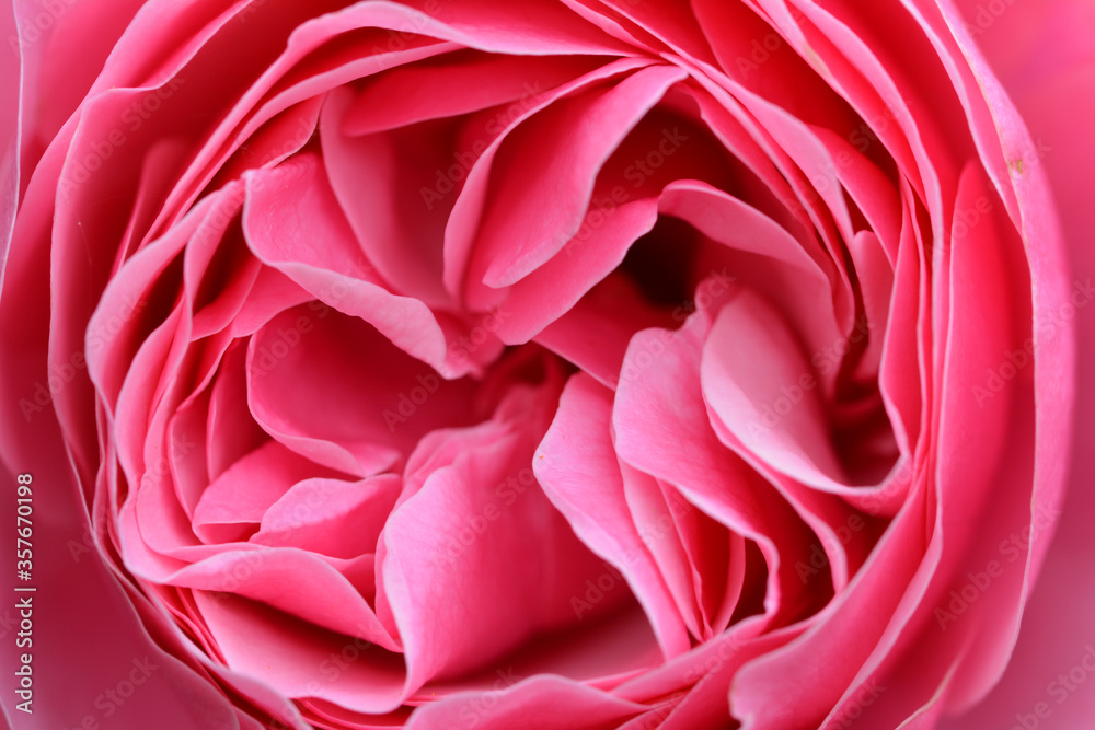 Rose Rose