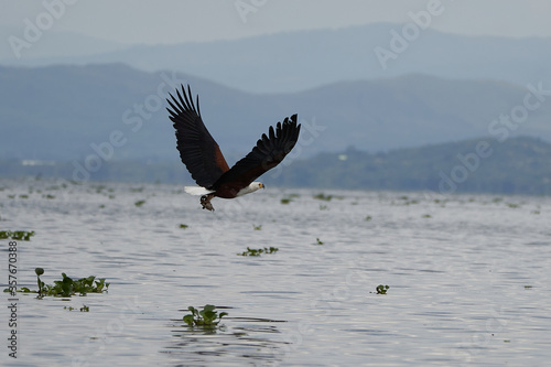 African Fish Sea Eagle Catching Fish Lake Hunting Haliaeetus vocifer
