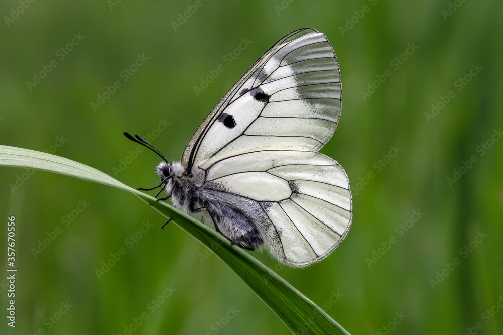 butterfly on grass butterfly on grass