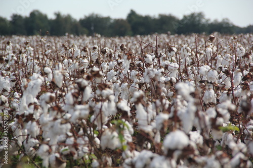 cotton field in usa