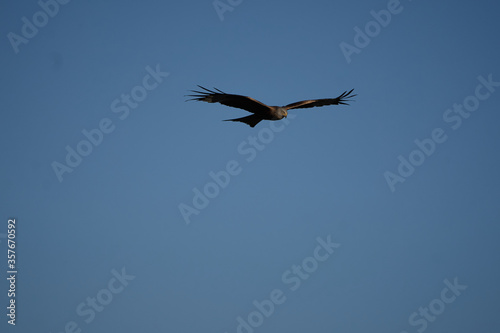 Red kite Portrait Milvus Milvus Fishing Lake