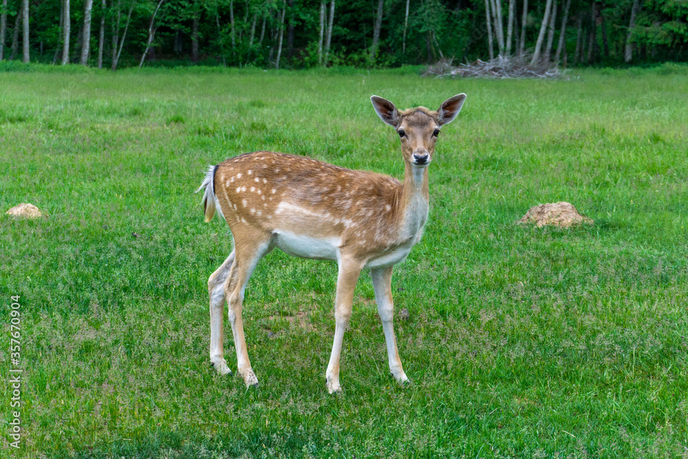 Deer walking on forest edge and eating green grass. Deer walking on forest edge and eating green grass.