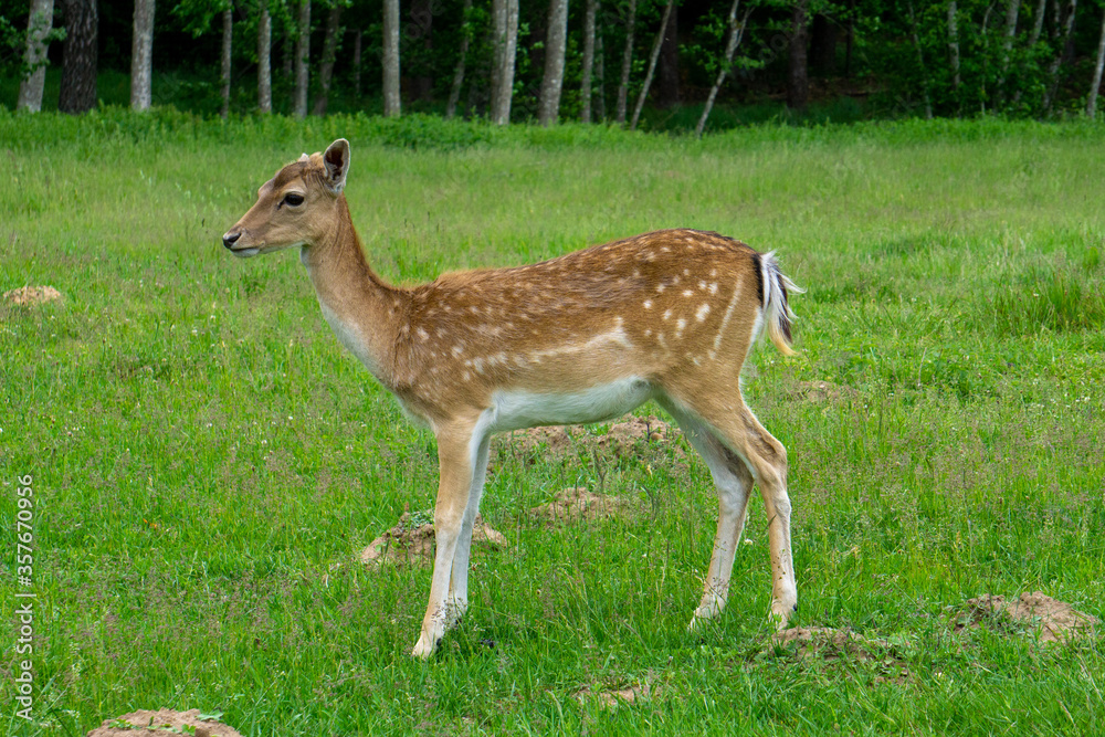 Deer walking on forest edge and eating green grass. Deer walking on forest edge and eating green grass.
