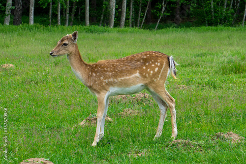 Deer walking on forest edge and eating green grass.