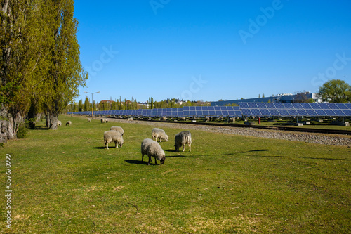 grasende Schafherde vor Solarenergieanlage, sonniger Tag photo