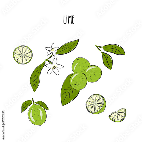 Vector abstract set illustration of a lime. An isolated set for your design of postcard, menu, banner, poster, advertisement and other. sketch and hand drawn.