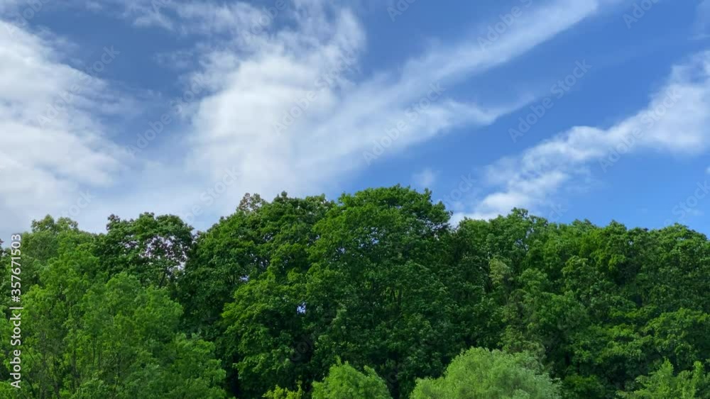 Beautiful summer trees horizon with tree branches and foliage motion on sunny summer day Beautiful summer trees horizon with tree branches and foliage motion on sunny summer day