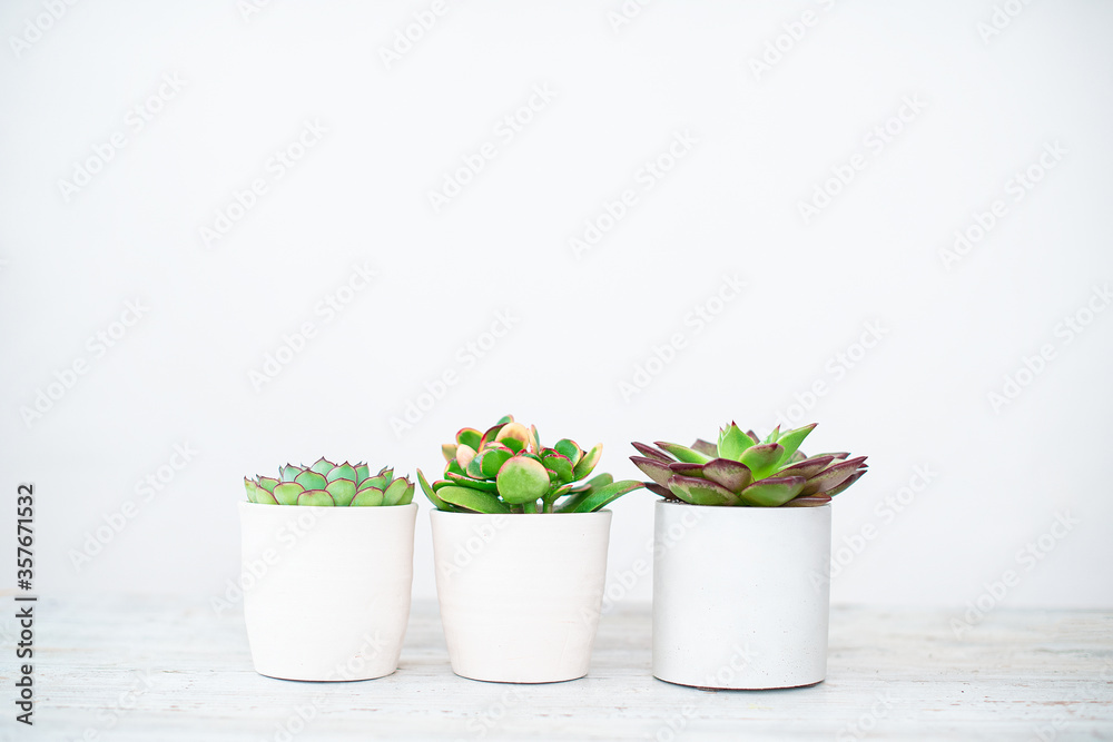 Bright green live textural house plants in trendy designer pots in the interior.Indoor home succulent plant as an air purifier in a room with plants, natural light.