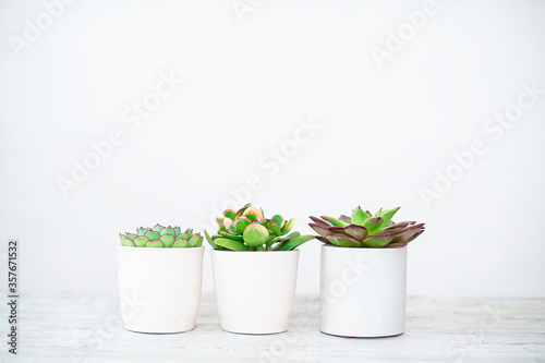Bright green live textural house plants in trendy designer pots in the interior.Indoor home succulent plant as an air purifier in a room with plants, natural light. © leksann