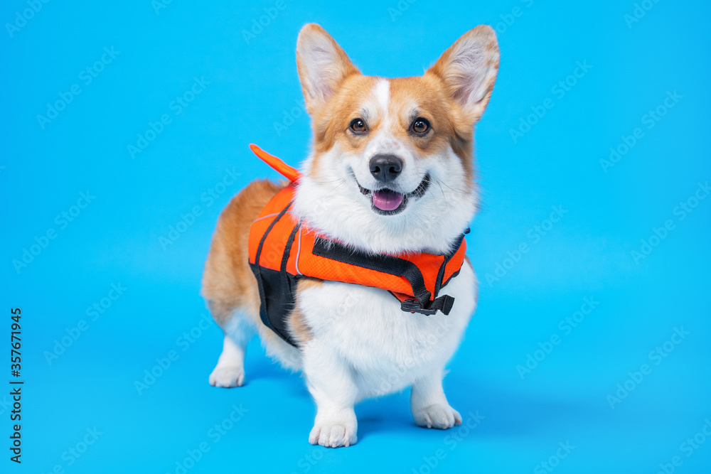 portrait of a cute welsh corgi pembroke wearing orange life jacket, on blue background. Baywatch dog. Pet Water Safety.