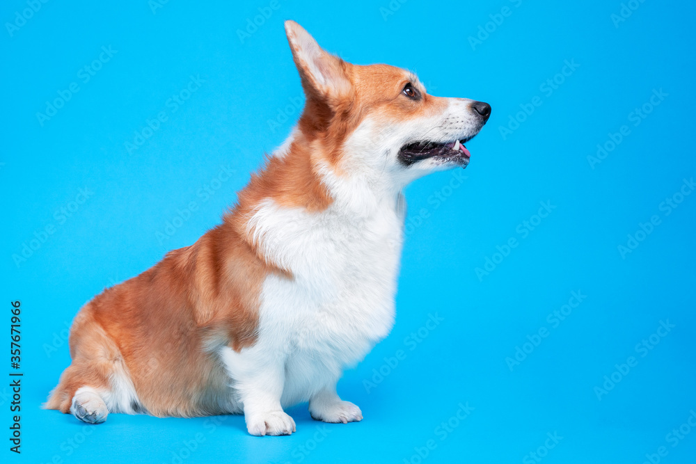 Adorable welsh corgi pembroke sitting and looking to the side on a blue background. obedient and attentive dog. Copy space