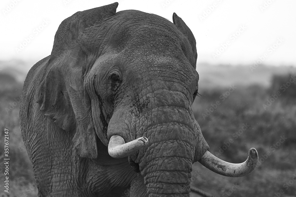 Naklejka premium Elephant Big Huge Tusker Amboseli - Big Five Safari -Baby African bush elephant Loxodonta africana Black and white