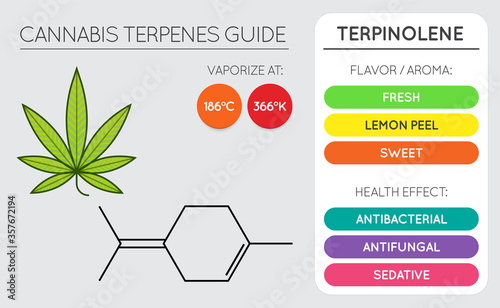 Cannabis Terpene Guide Information Chart. Aroma and Flavor with Health Benefits and Vaporize Temperature. Vector.