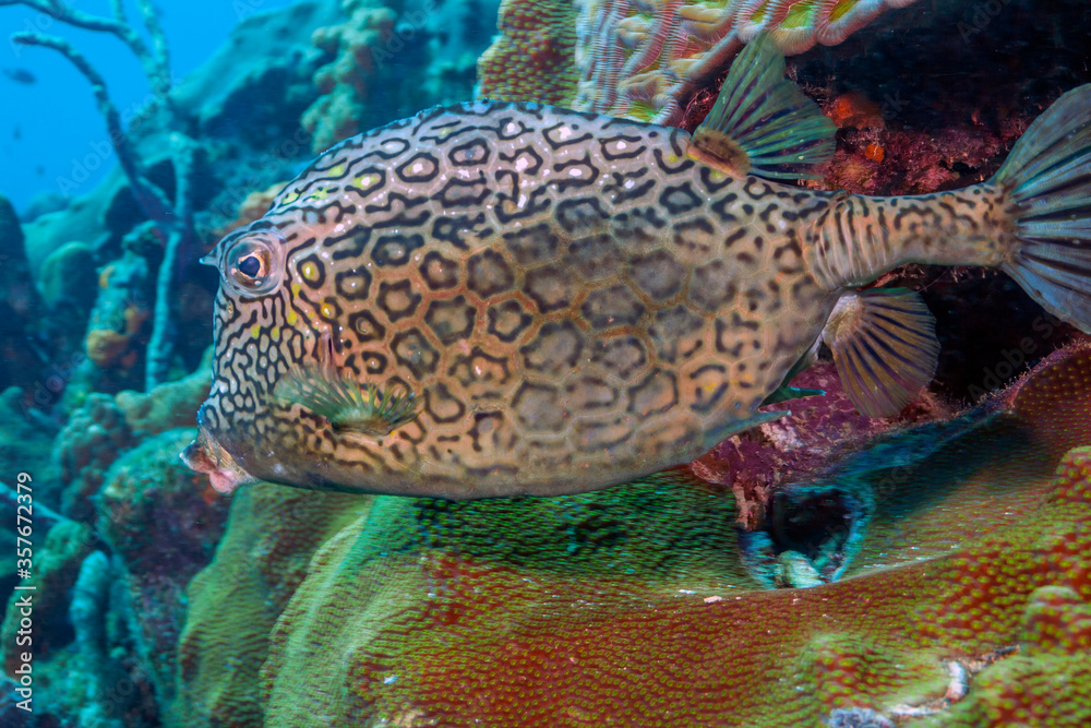 Fototapeta premium Caribbean coral garden