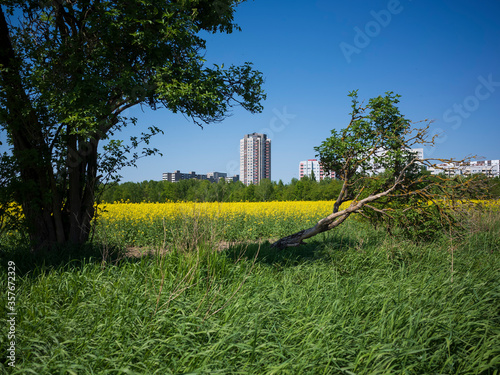 Blick auf die Skyline von Berlin Rudow über ein blühendes gelbes Rapsfeld an einem sonnigen Tag im Frühling  photo