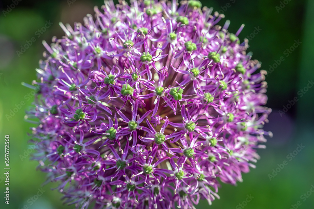 Allium, monocotyledonous, flowering plants