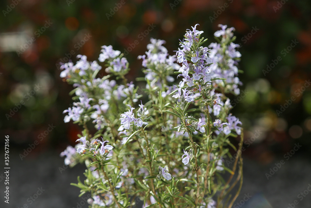 Flowering rosemary plant against floral background