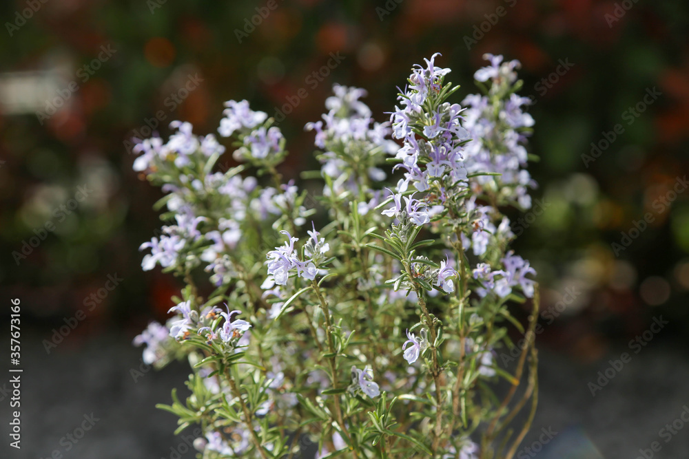 Flowering rosemary plant against floral background Flowering rosemary plant against floral background