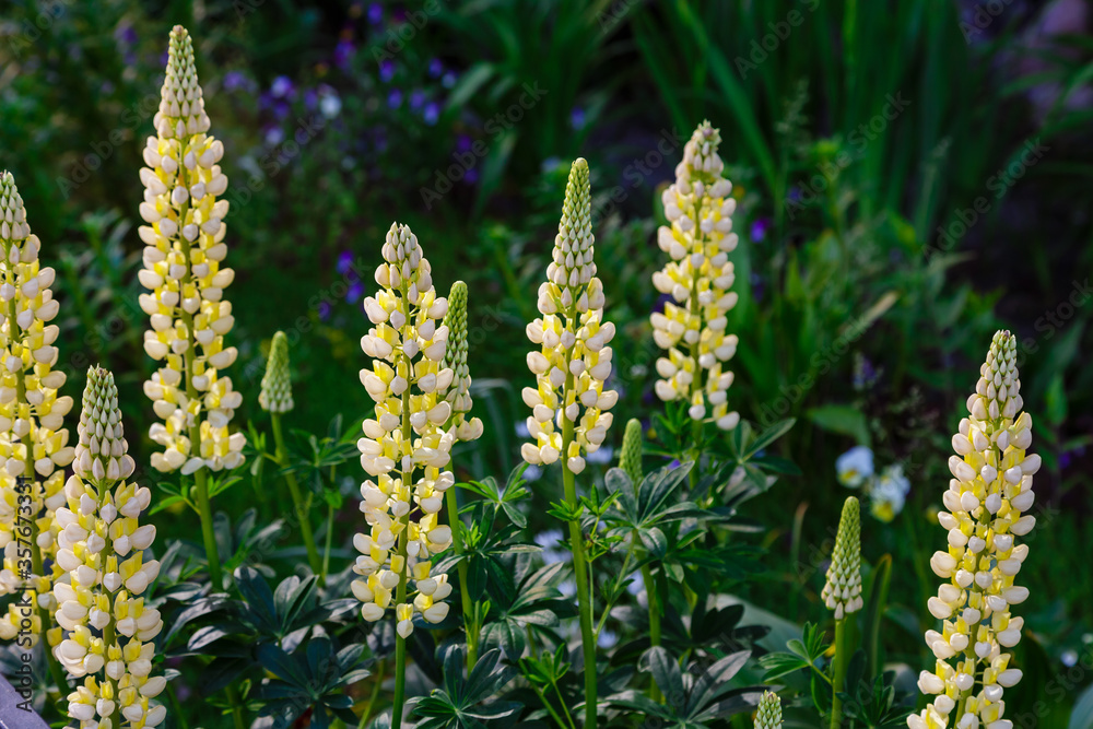 Lupinus, lupin, lupine field with pink purple and blue flowers. Summer flower background Lupinus, lupin, lupine field with pink purple and blue flowers. Summer flower background