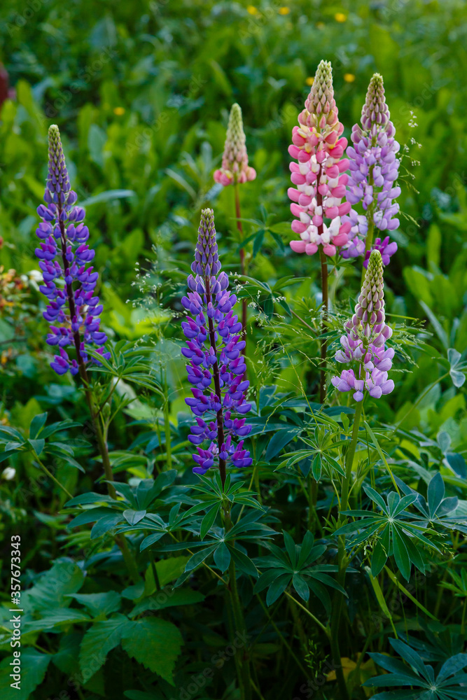 Lupinus, lupin, lupine field with pink purple and blue flowers. Summer flower background Lupinus, lupin, lupine field with pink purple and blue flowers. Summer flower background