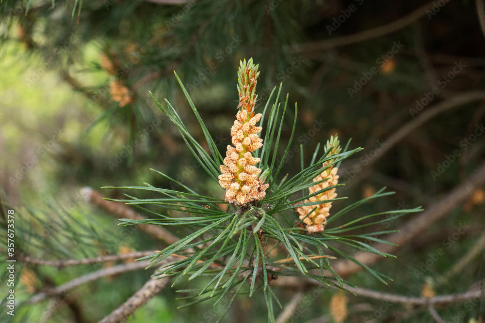 flowering common pine in the forest flowering common pine in the forest