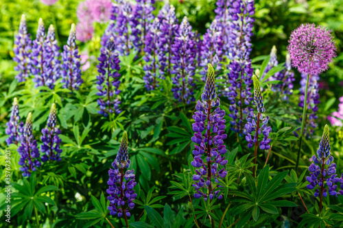 Lupinus albus. Beautiful purple and blue wild flowers of lupinus