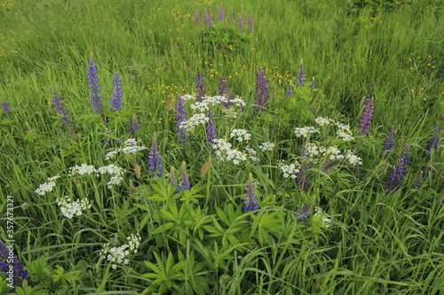 Summer flowers in the field