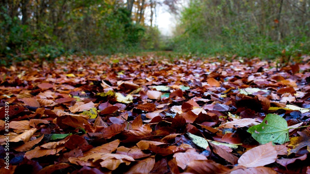 Autumn leaves on the ground