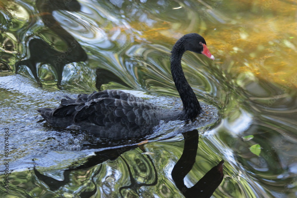 Fototapeta premium Black Swan
