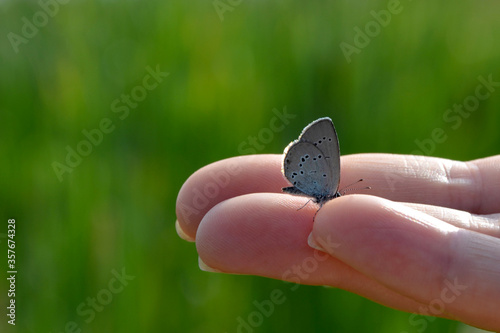 Canvas Print beautiful image butterfly on hand on a green background