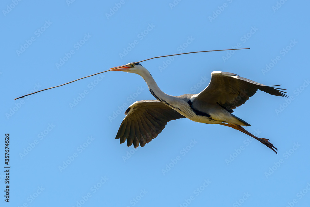 Obraz premium Gray Heron, Southern France, Camargue