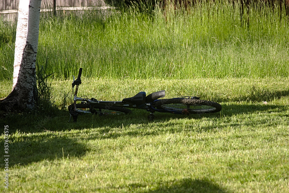 the bike is lying on the lawn near a birch tree